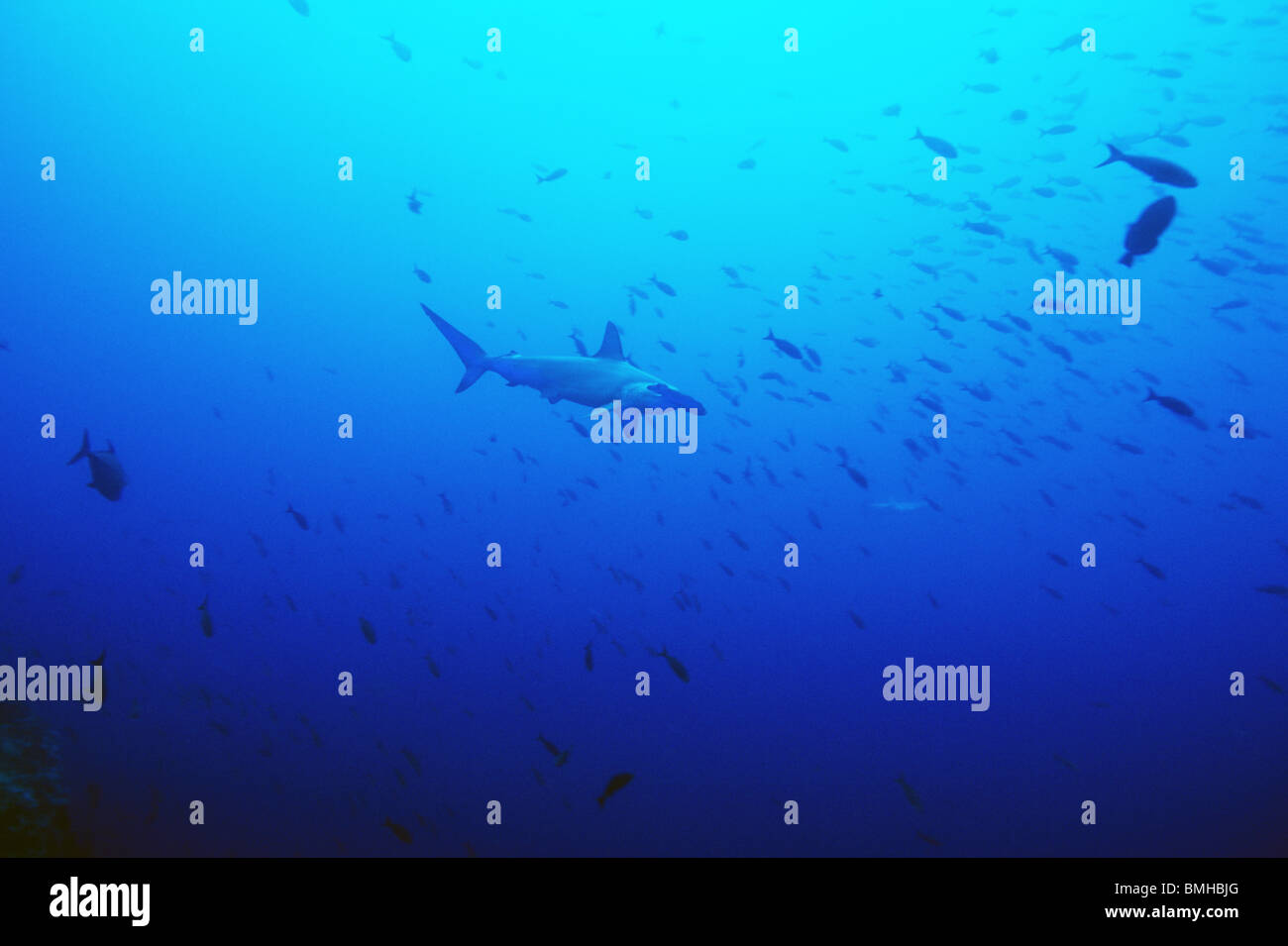 Scalloped arch hires stock photography and images Alamy