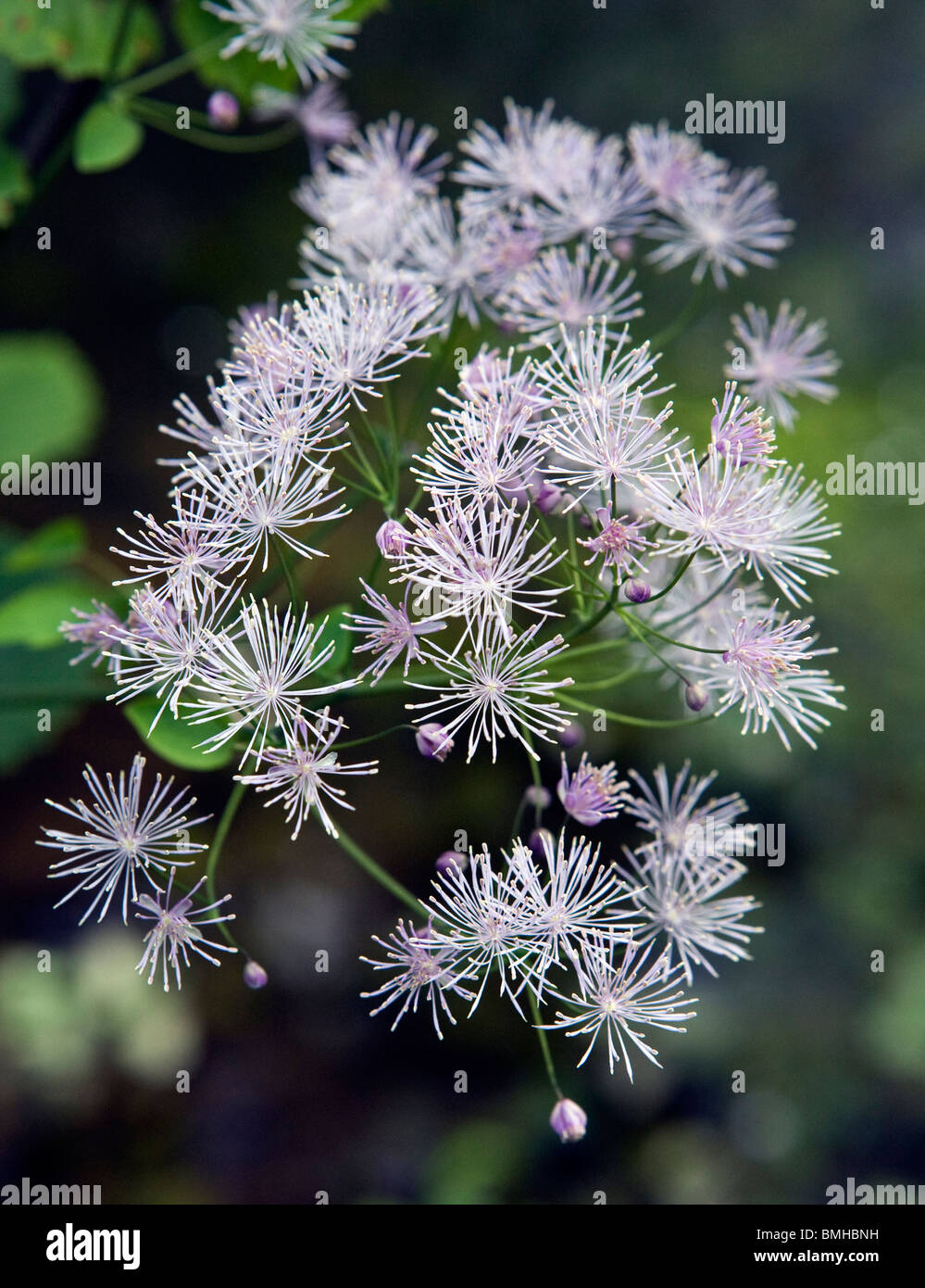 Thalictrum aquilegifolium Columbine meadow rue flowers in close-up Stock Photo