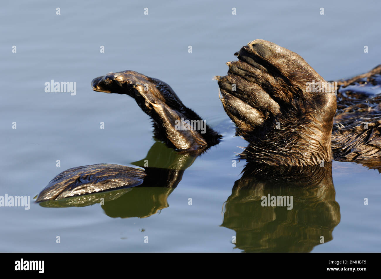 Stock photo closeup image of a sea otter's flippers. Stock Photo