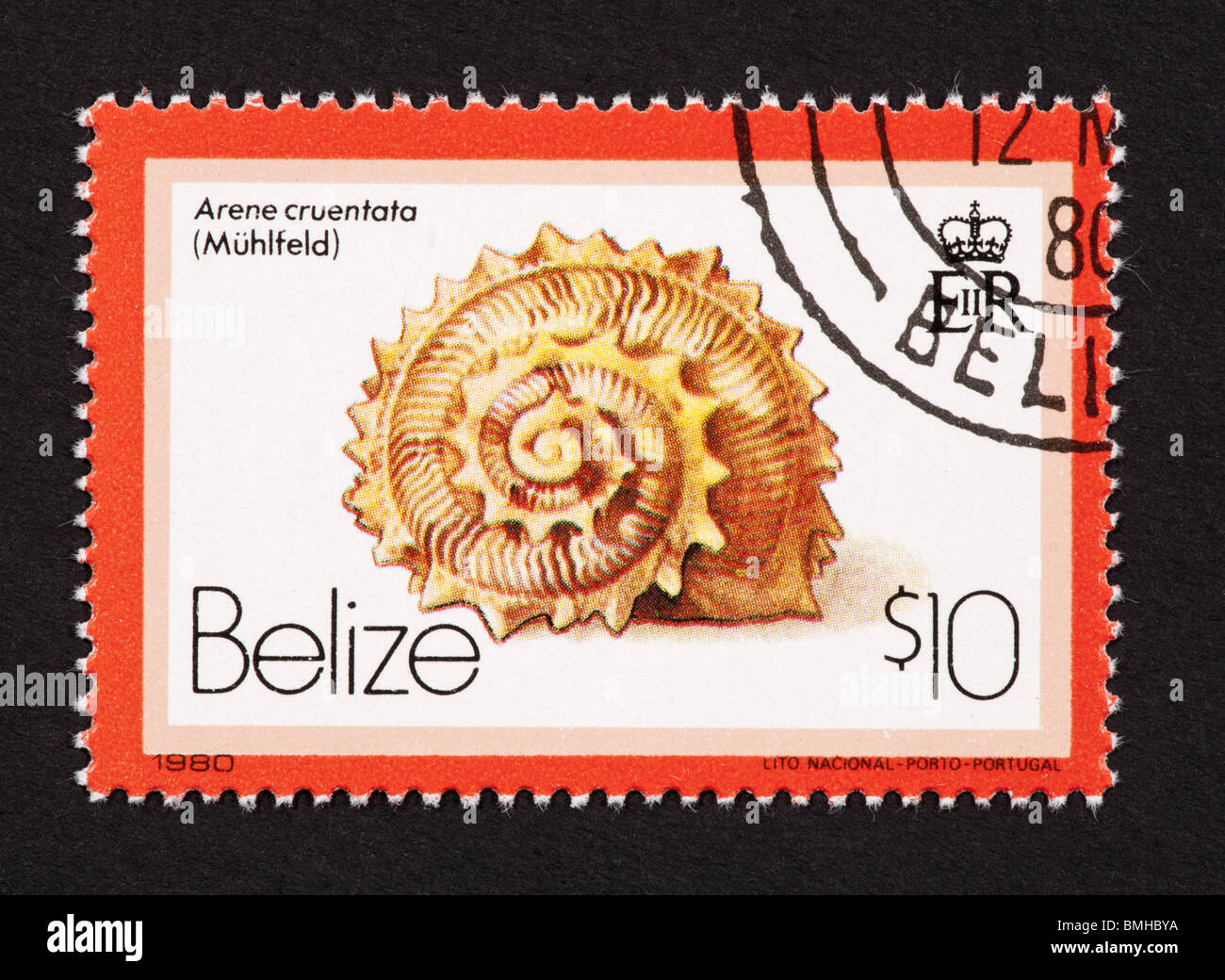 Postage stamp from Belize depicting a seashell (Arene cruentata) Stock Photo
