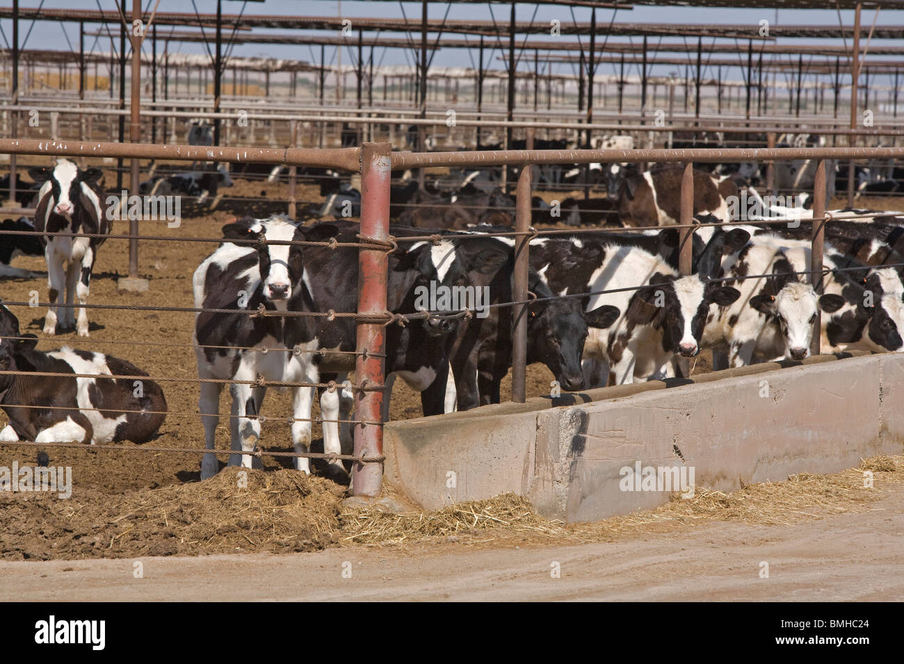 Feedlot cattle raising is still big business in the Imperial Valley of California Stock Photo