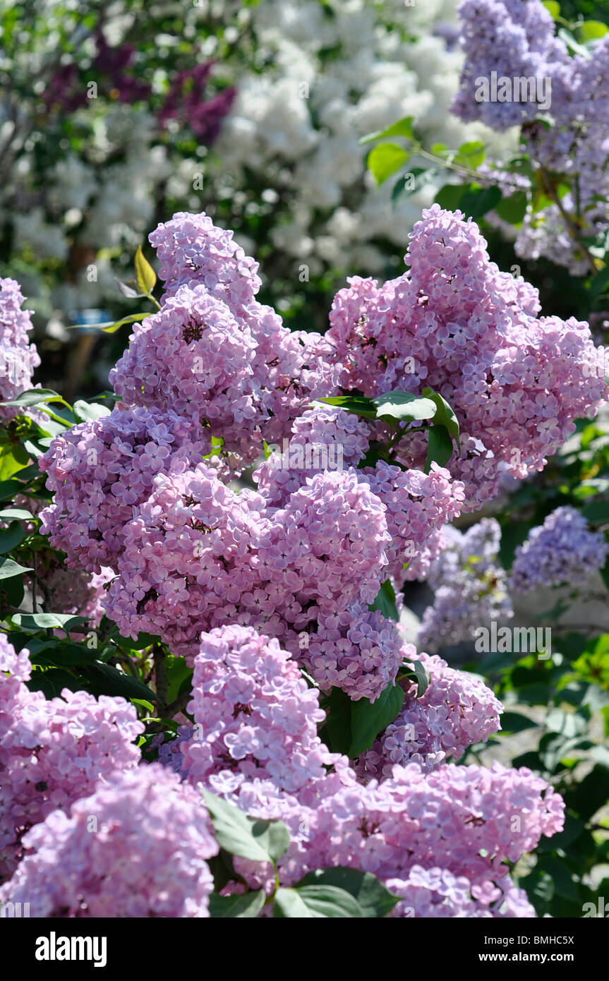 Lilac Blossoms Stock Photo Alamy