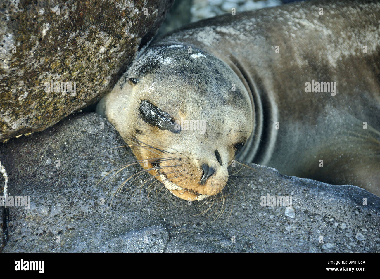 Sea Lion Pup sleeping with head on rocks Stock Photo