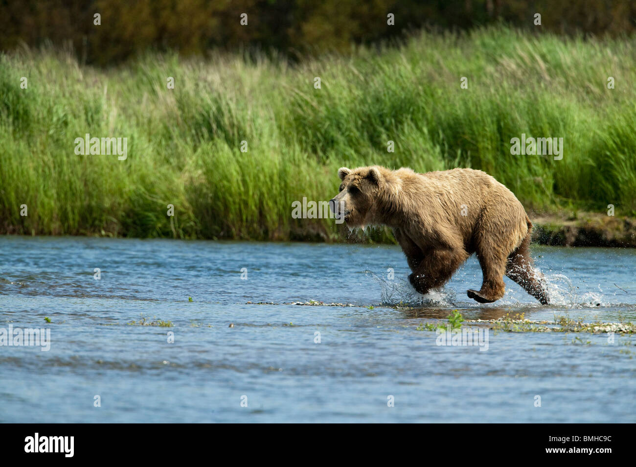 Brown bear, Katmai National Park, Alaska Stock Photo