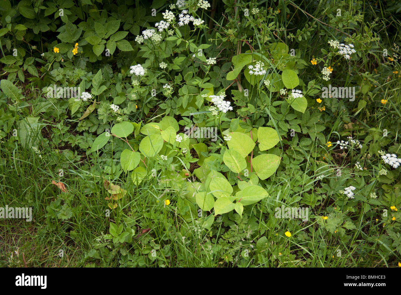 Japanese knotweed growing in a hedgerow after being fly tipping, Hattingley, Hampshire, England. Stock Photo