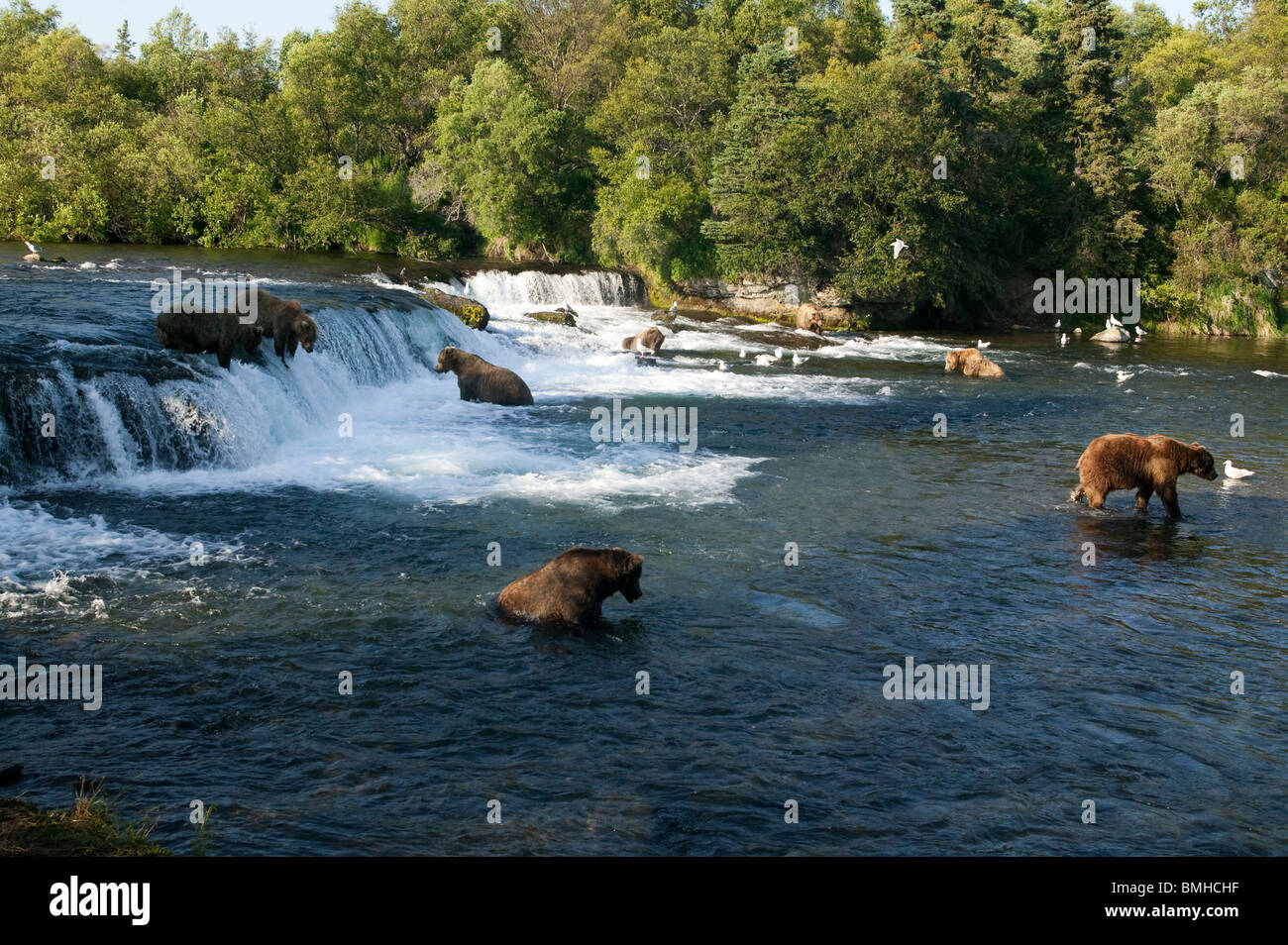 Brown bears, Brooks Falls, Katmai National Park, Alaska Stock Photo