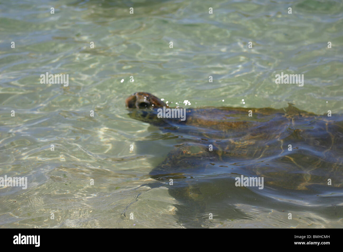 Endangered green sea turtle surfacing for air Stock Photo - Alamy