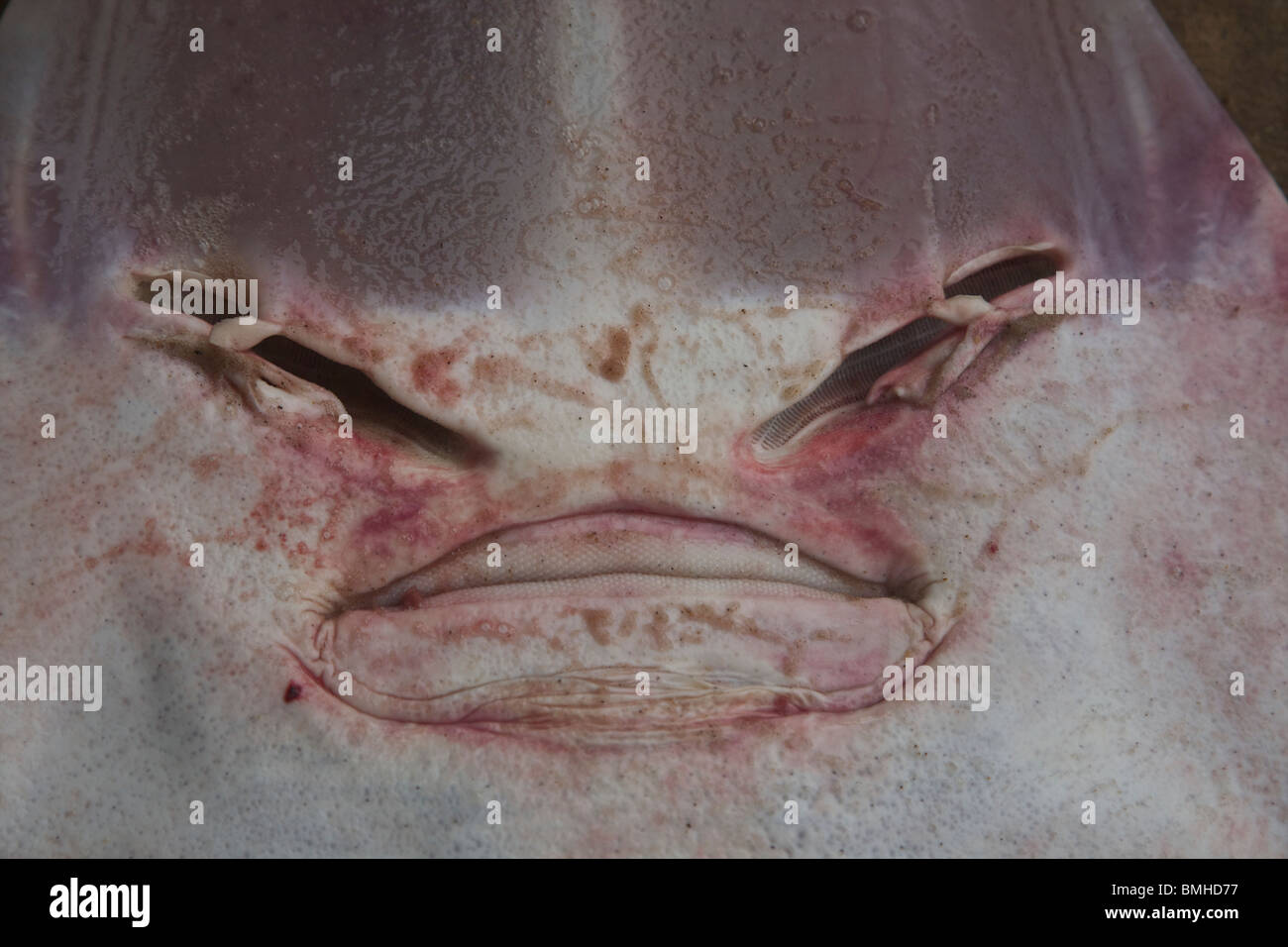 Flat fish face Stock Photo