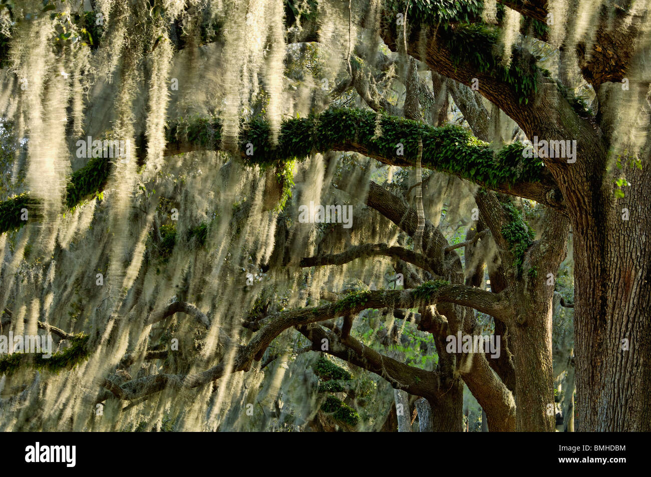 Trees and Spanish Moss Lining Forsyth Park in Savannah, Stock