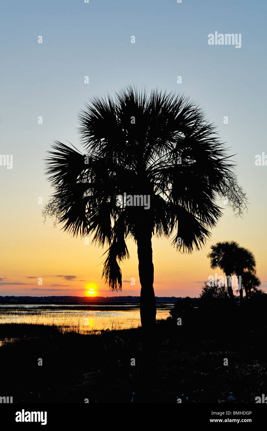 Sunset and Silhouetted Palm Tree Seen over a Marsh in Chatham County, Georgia Stock Photo
