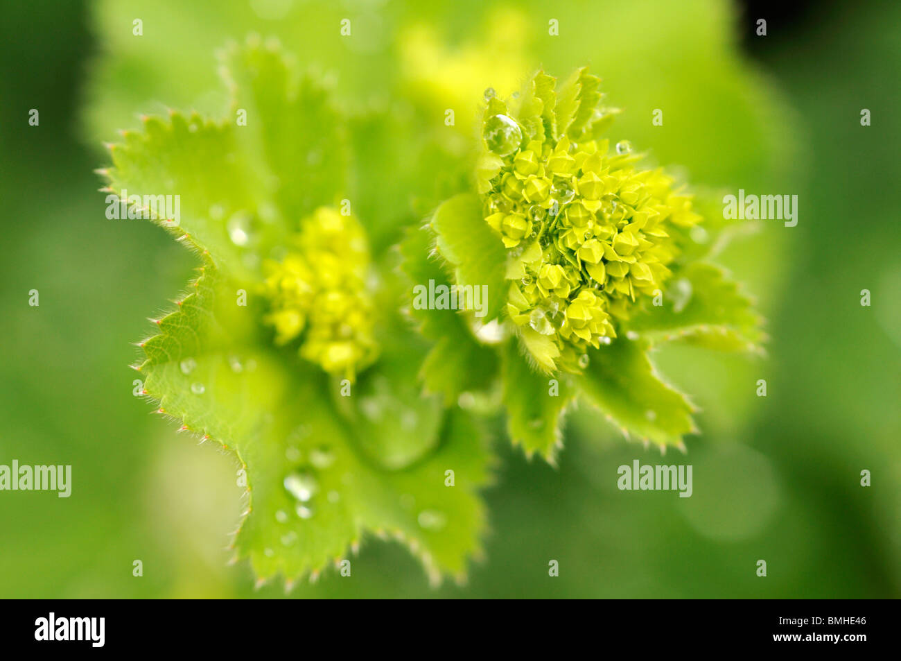 Alchemilla mollis (Lady's Mantle) in spring Stock Photo