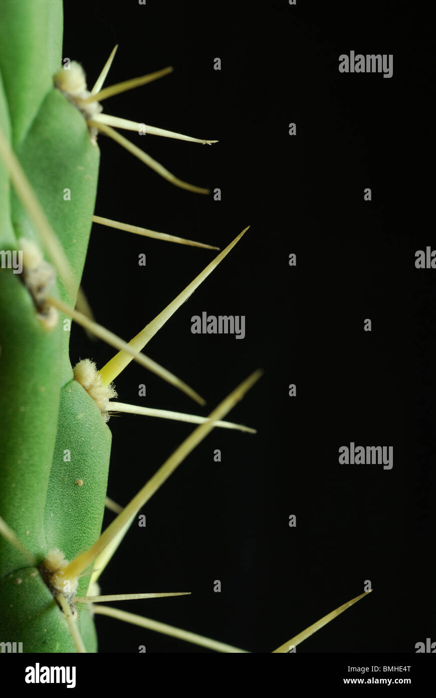 Close up spiky cactus opuntia subulata over black background Stock Photo