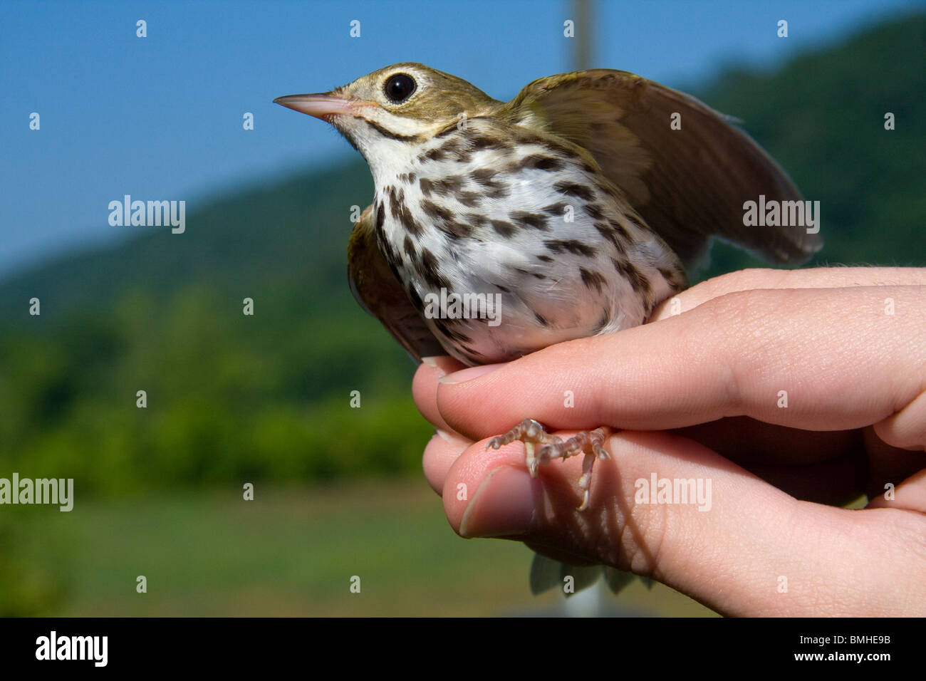Ovenbird (Seiurus aurocapillus) held for portrait after banding Stock Photo