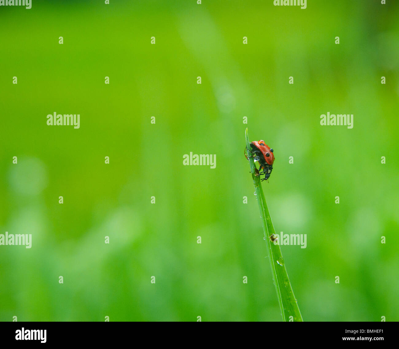 Ladybug, Ladybird (Coccinellidae) climbing stalk Stock Photo