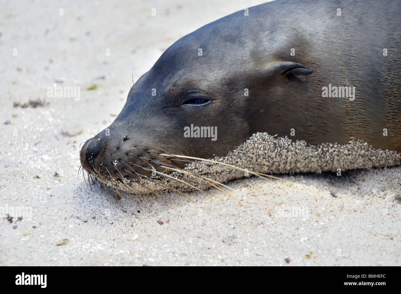Head of Sea Lion relaxing on white sandy beach Stock Photo