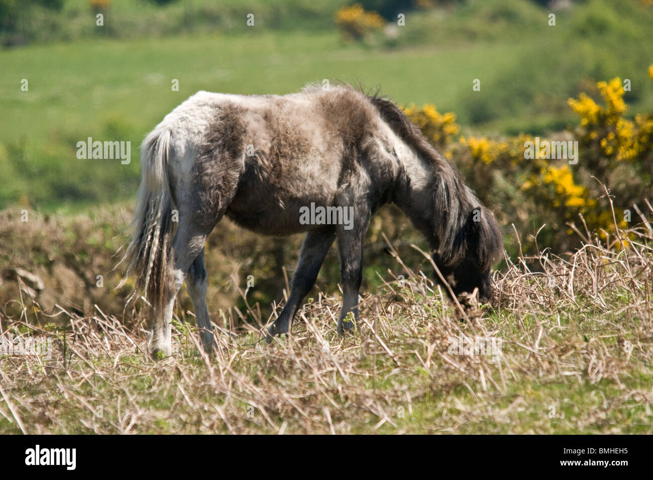 Dartmoor pony searching for the new grass shoots. Stock Photo