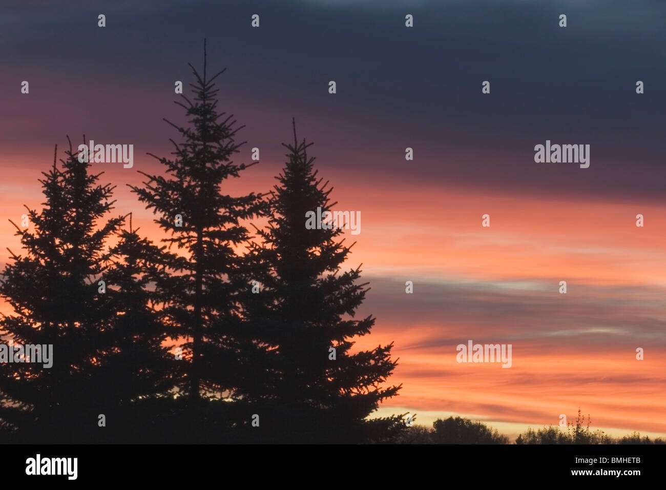 Evergreen Trees At Sunrise, Calgary, Alberta, Canada Stock Photo Alamy