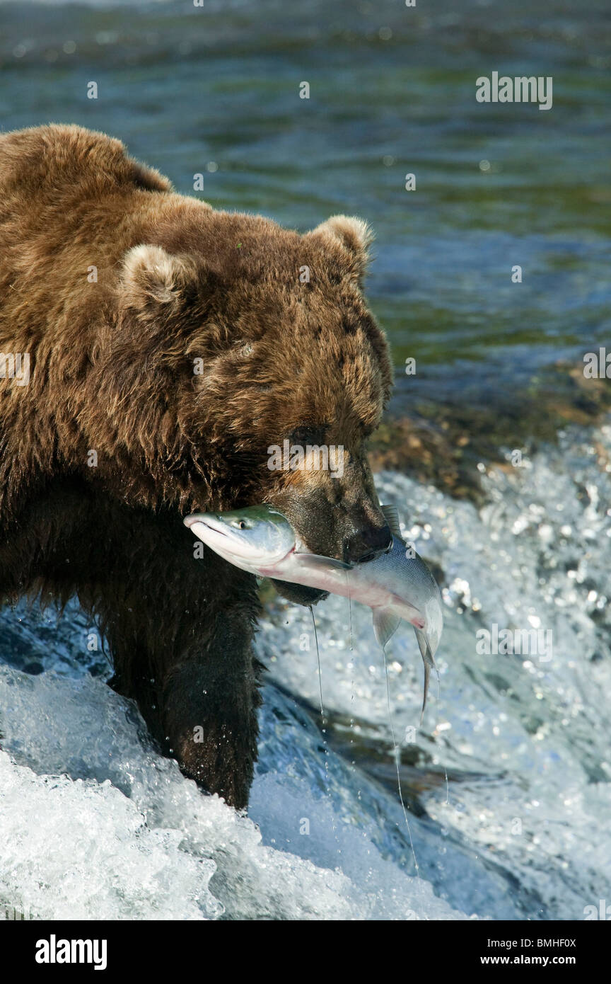 Brown bear, Katmai National Park, Alaska Stock Photo