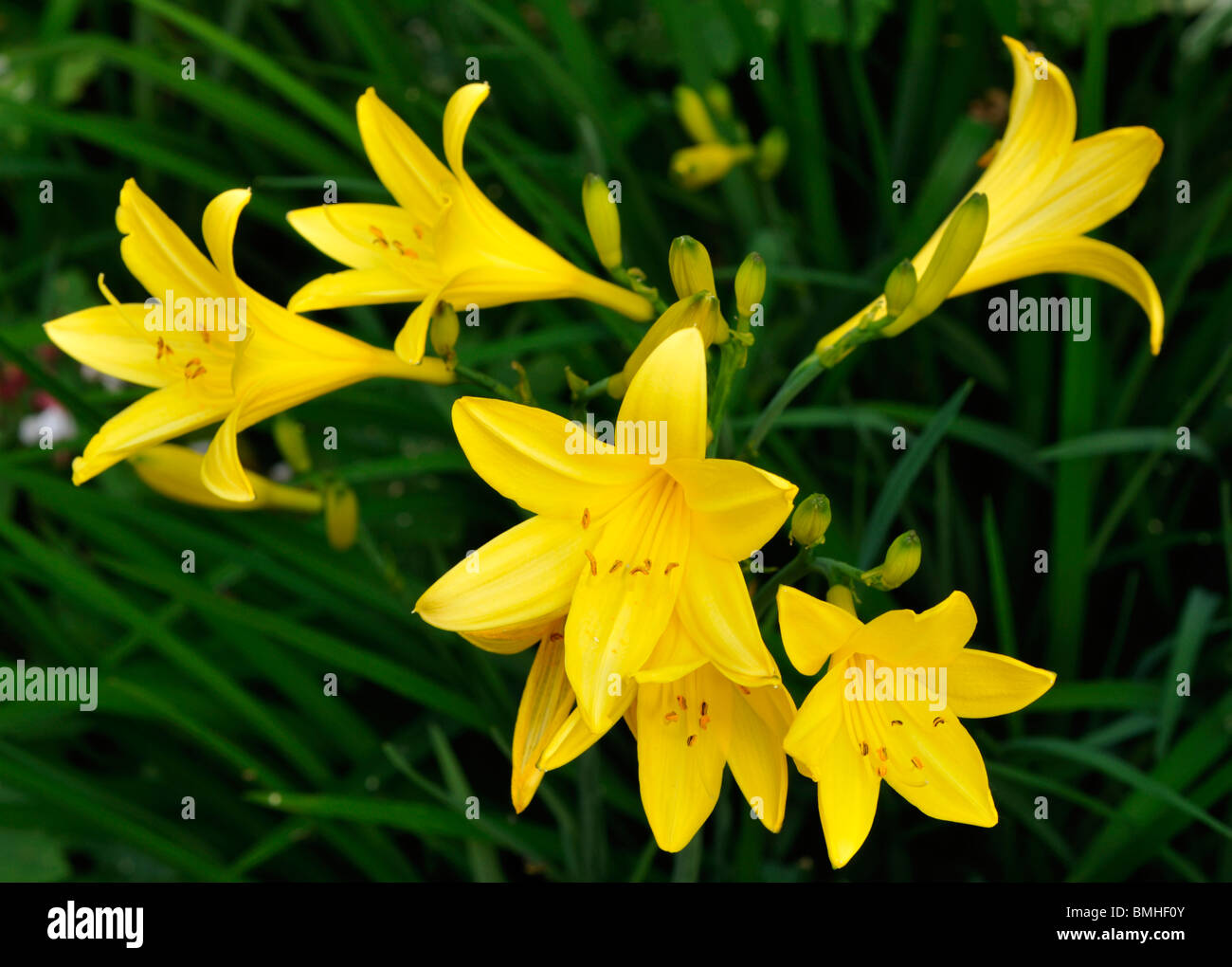 Hemerocallis Lilioasphodelus, common name daylily. Stock Photo