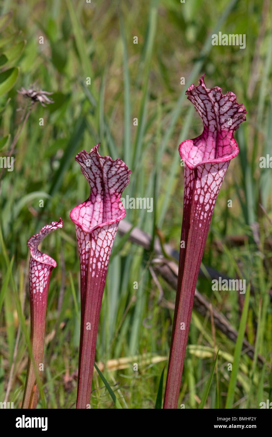 Carnivorous White-topped Pitcher Plant Red form with hybrid influence from other species Sarracenia leucophylla Alabama  USA Stock Photo