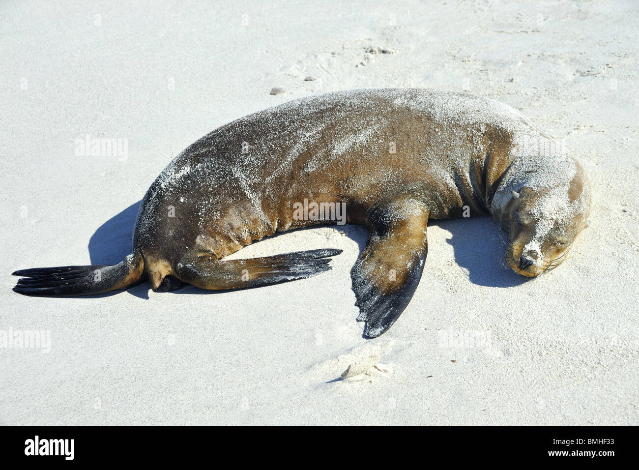 Sand Covered Sea Lion pup full length sleeping on beach Stock Photo