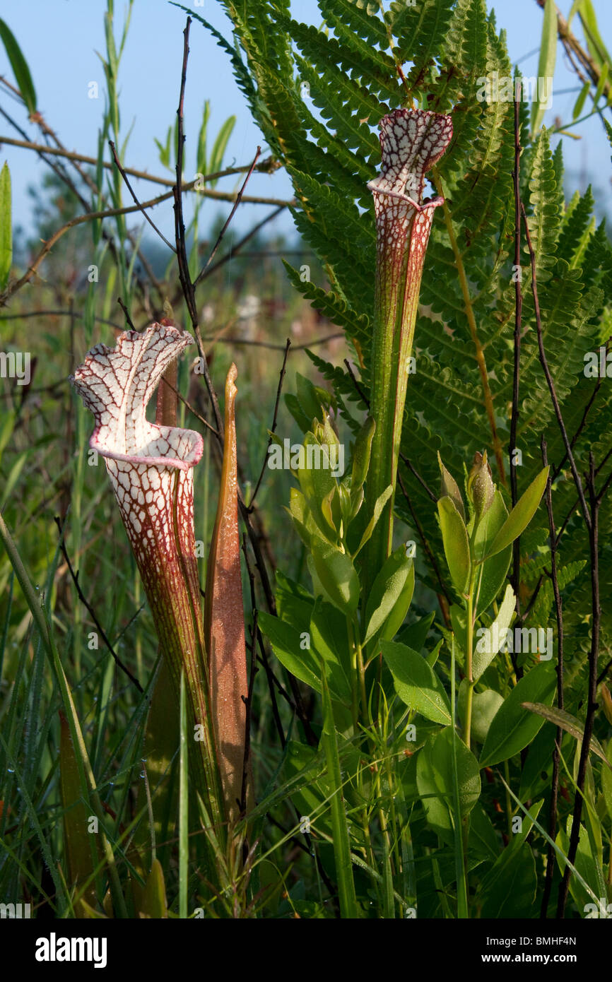 Carnivorous Whitetopped Pitcher Plants in seepage bog Sarracenia