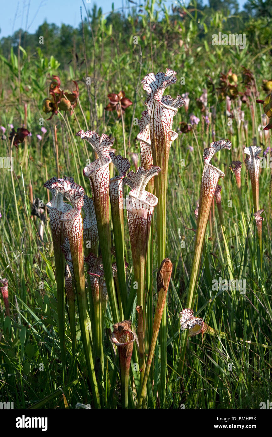 Carnivorous plant flower wildflower hires stock photography and images