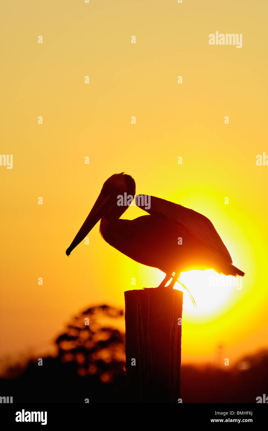 Brown Pelican about to take Flight Silhouetted against Setting Sun on Dock Piling in Mount Pleasant, South Carolina Stock Photo