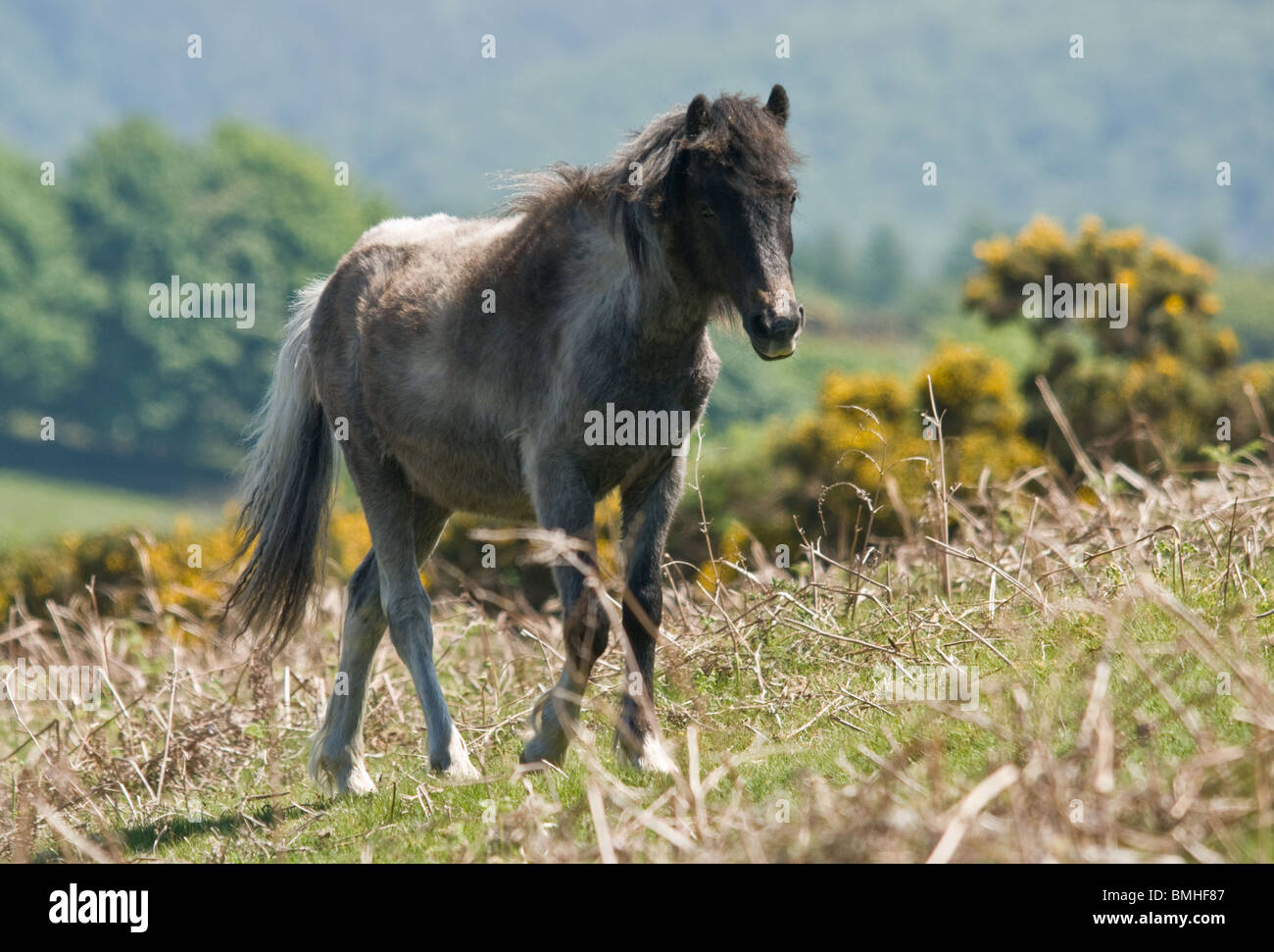 A young thin Dartmoor pony. Stock Photo