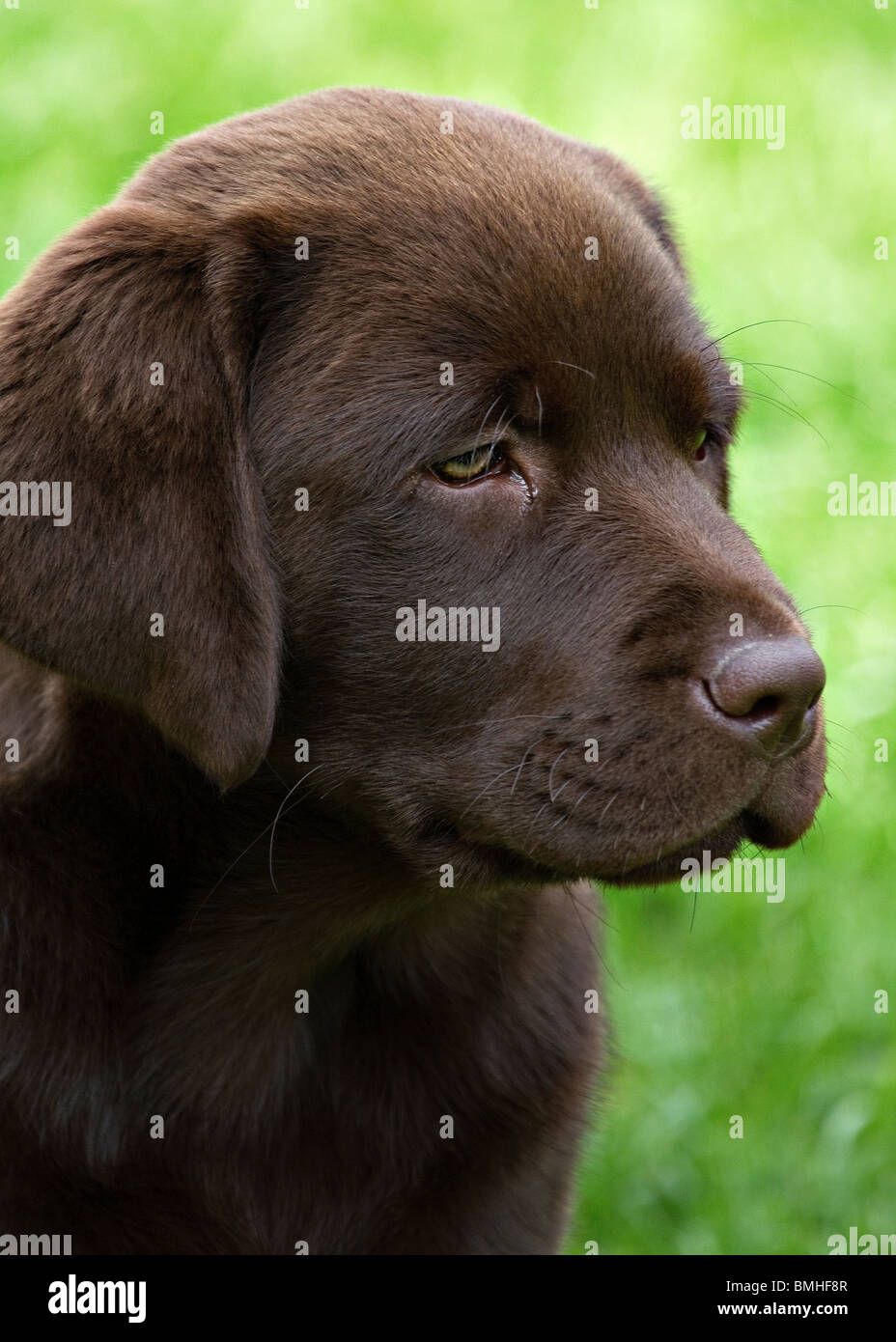 A chocolate labrador puppy Stock Photo Alamy