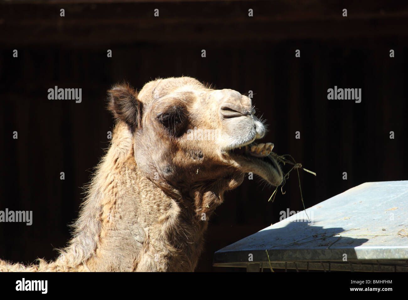 Camel tongue hires stock photography and images Alamy