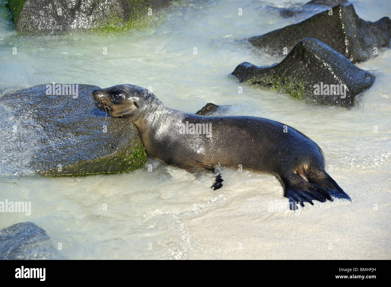 Sea Lion pup with head on rocks at waters edge Stock Photo