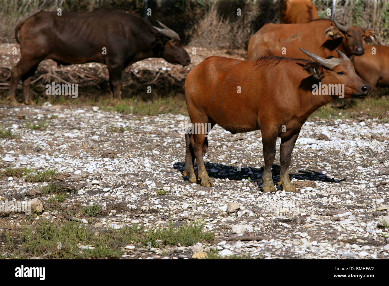 Brown african bulls standing up Stock Photo Alamy