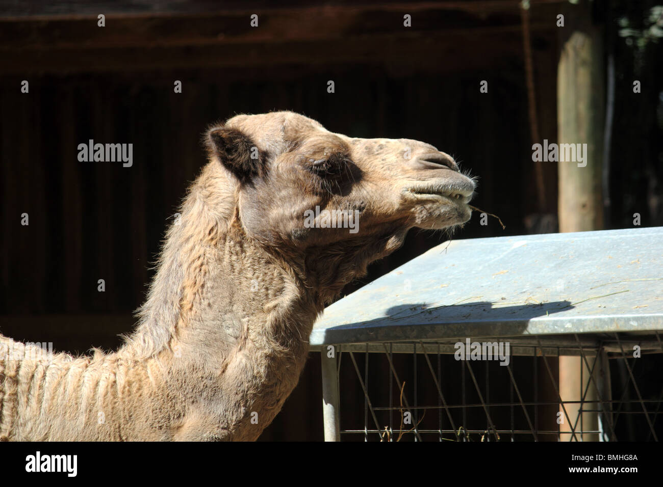 Camel tongue hi-res stock photography and images - Alamy