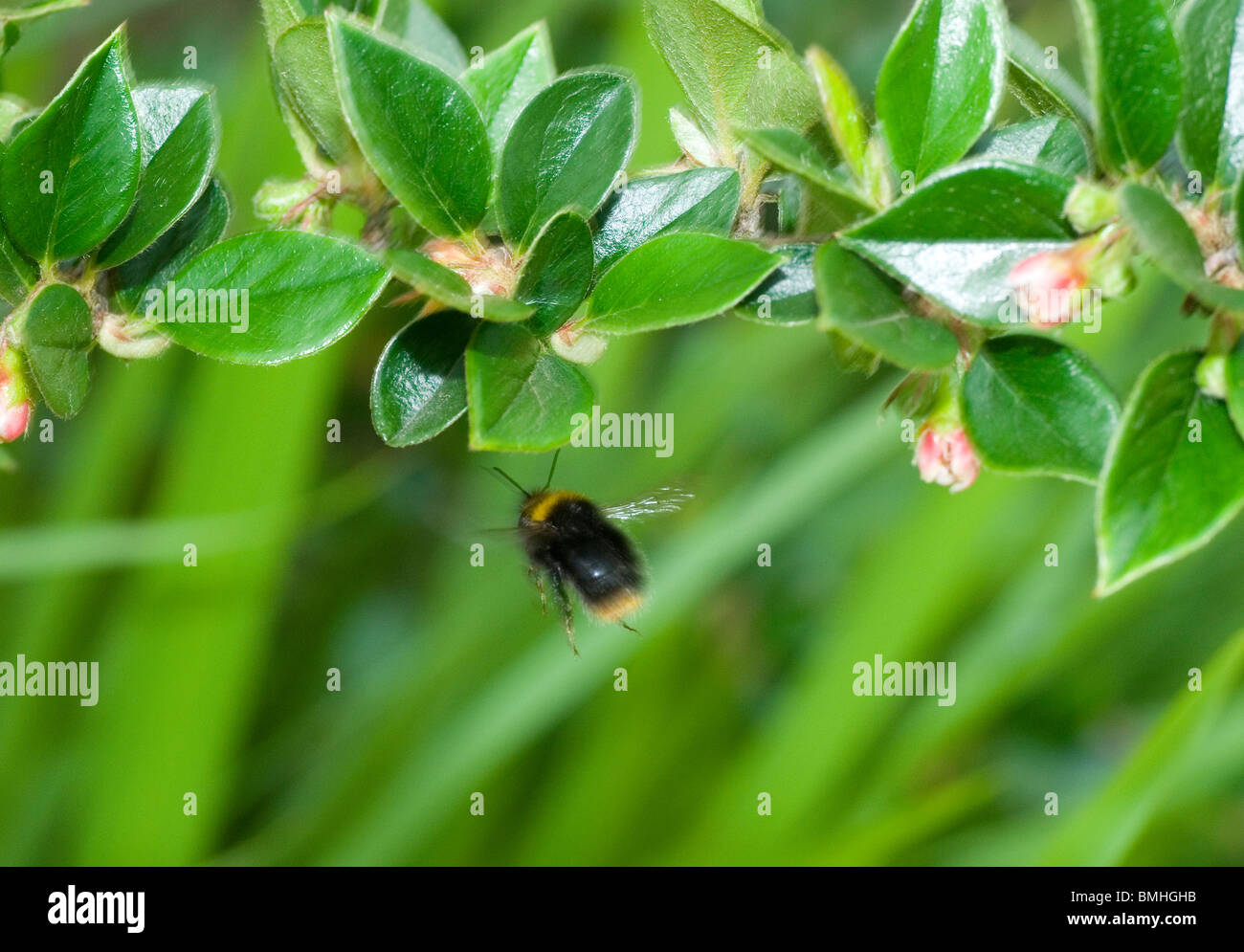 Buff tailed Bumble bee flying Stock Photo