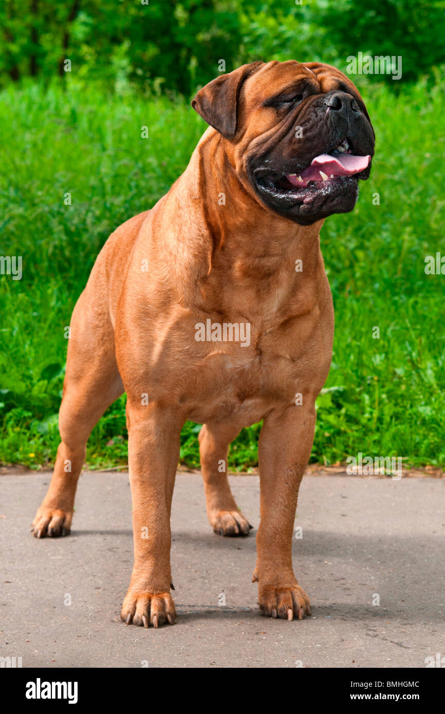 Fine Champion Bullmastiff standing outdoors Stock Photo