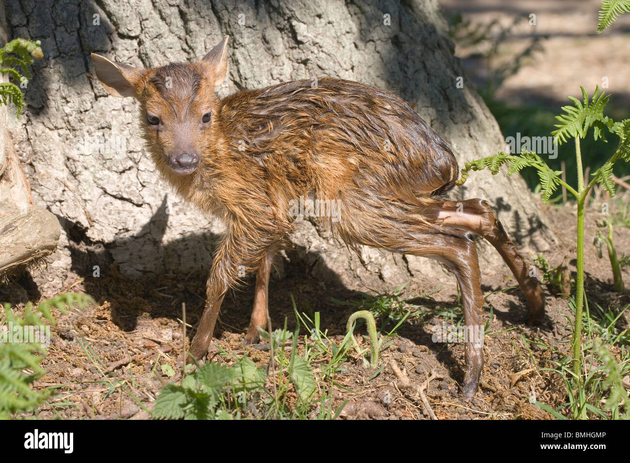 Muntjac Deer (Muntiacus reevesi). Fawn, just born, on its feet for the first time. Stock Photo