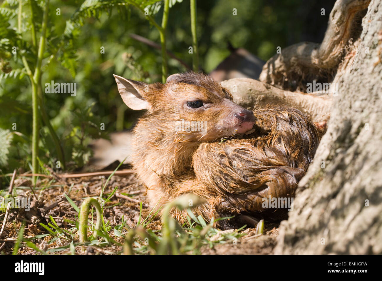 Muntjac Deer (Muntiacus reevesi). Fawn, just born. 'Dropped' amongst bracken. Spring. June. Norfolk. England. Stock Photo