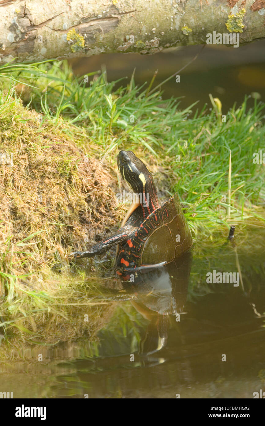 Sub Bathe Hi res Stock Photography And Images Alamy