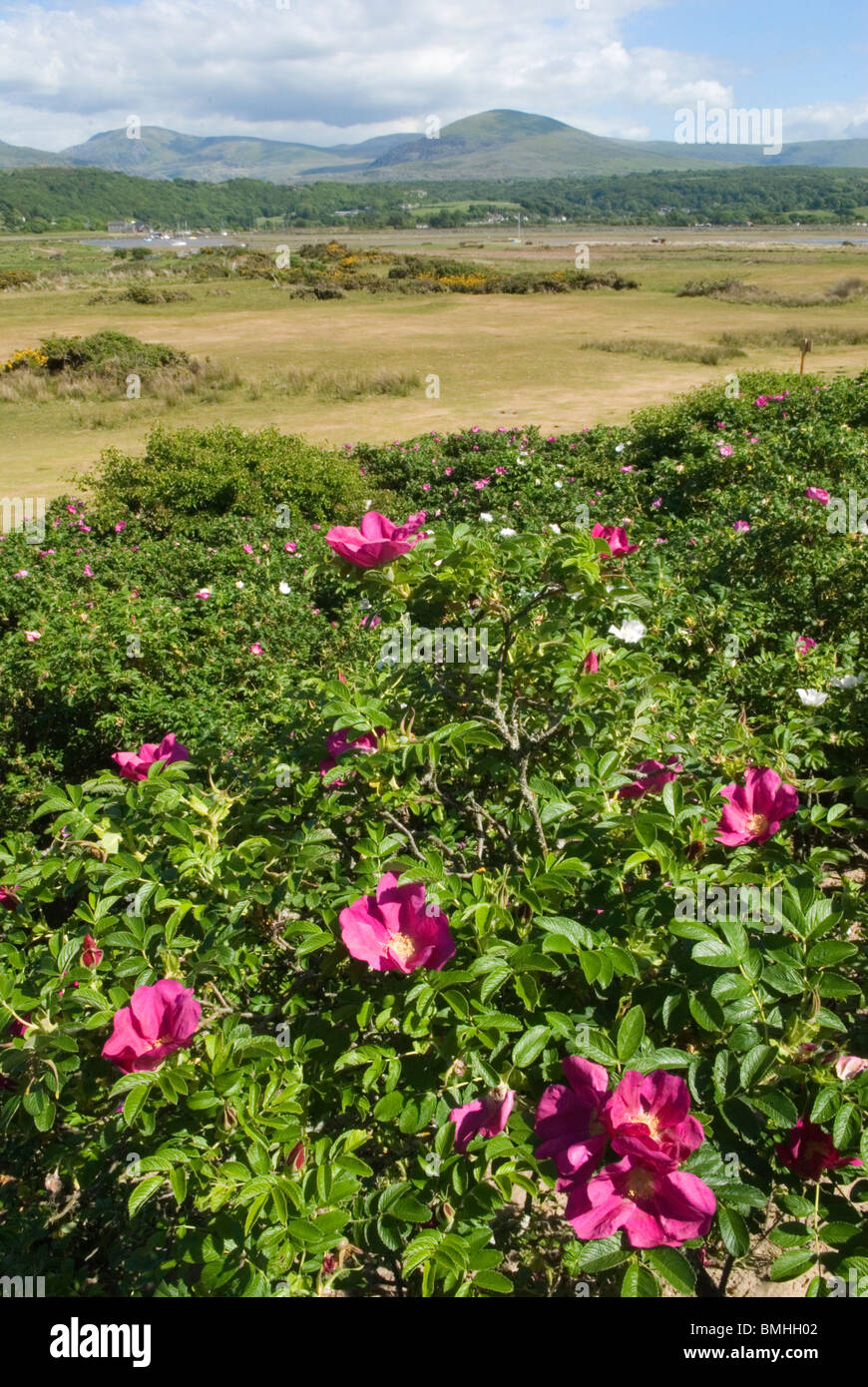 Sand dunes rose hires stock photography and images Alamy