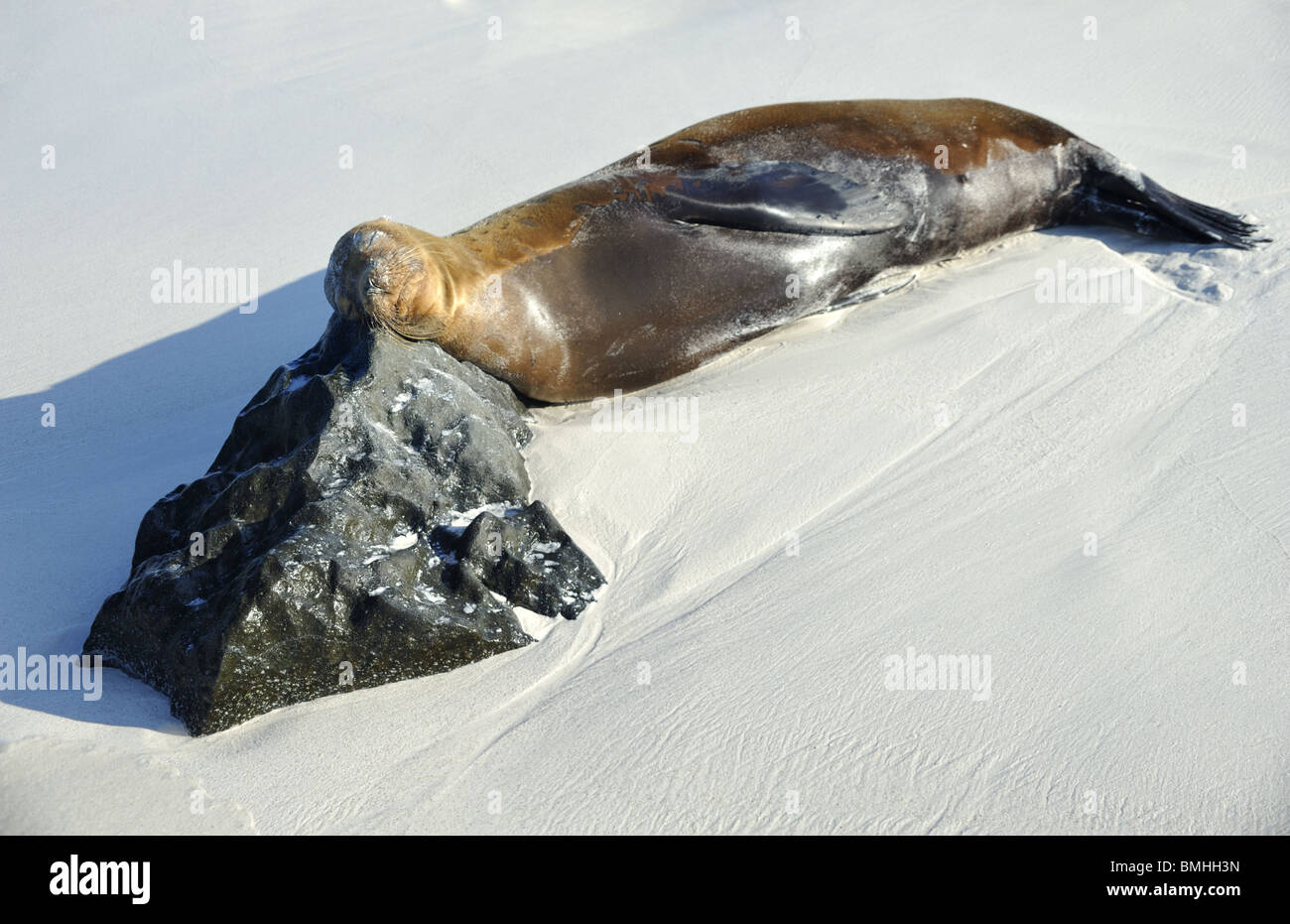 Bull Sea Lion sleeping with rock as pillow on the beach Stock Photo