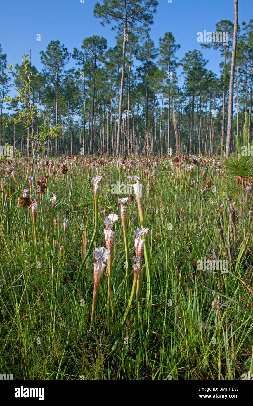 Carnivorous White-topped Pitcher Plants in seepage bog Sarracenia leucophylla Alabama  USA Stock Photo