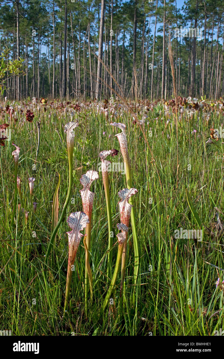 Carnivorous White-topped Pitcher Plants in seepage bog Sarracenia leucophylla Alabama USA Stock Photo