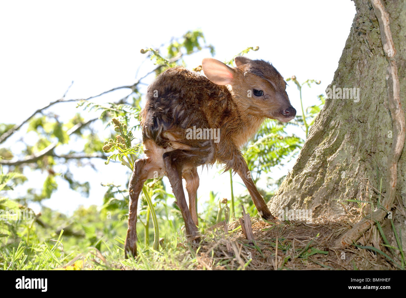 Muntjac Deer (Muntiacus reevesi). Newly born fawn, finding its feet and standing for first time. Spring. Norfolk. East Anglia. England. UK. Stock Photo