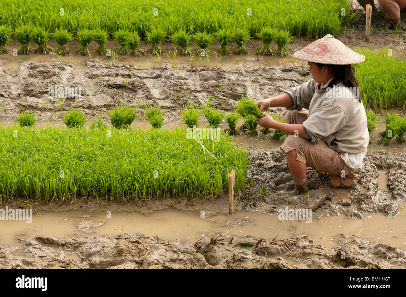 Rice harvest worker picking clumps of rice shoots hires stock