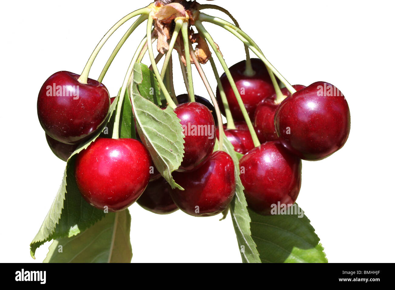 a bunch of cherries hanging from a tree, isolated Stock Photo Alamy