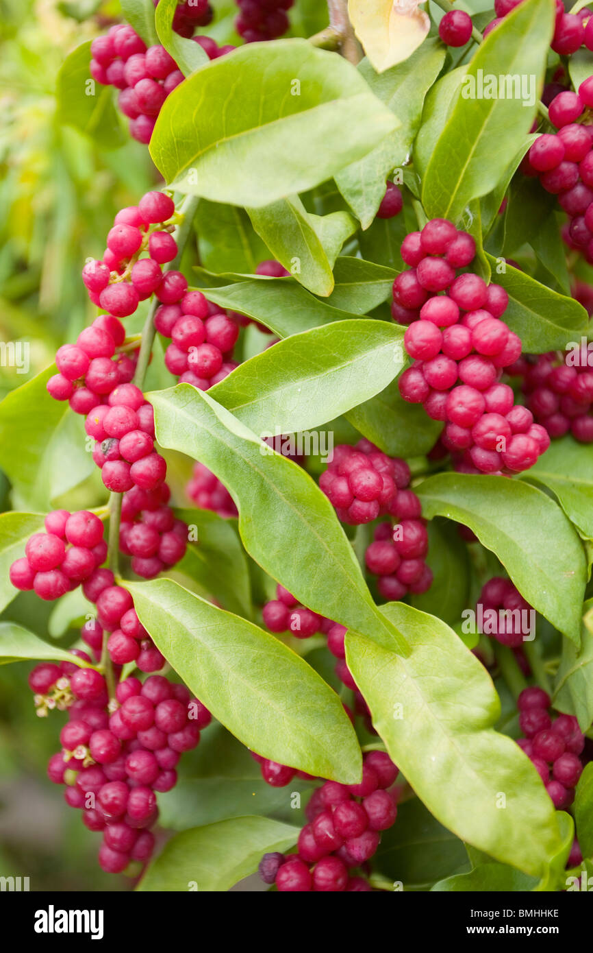 Bosea yervamora berries and foliage: endemic Canarian plant Stock Photo