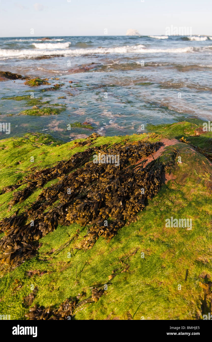 Bladder Wrack on sea shore after tide. fucus vesiculosus Stock Photo