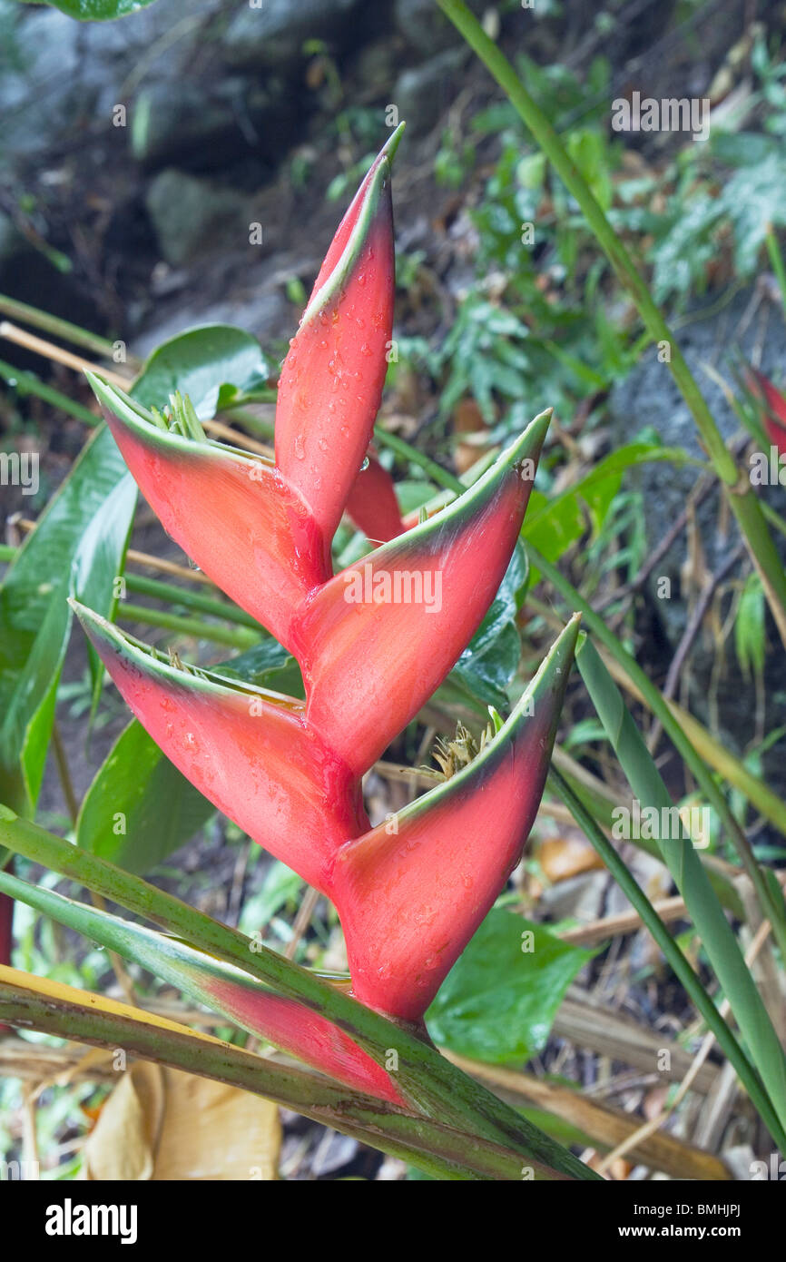 Foreground tropical plants hi-res stock photography and images - Alamy