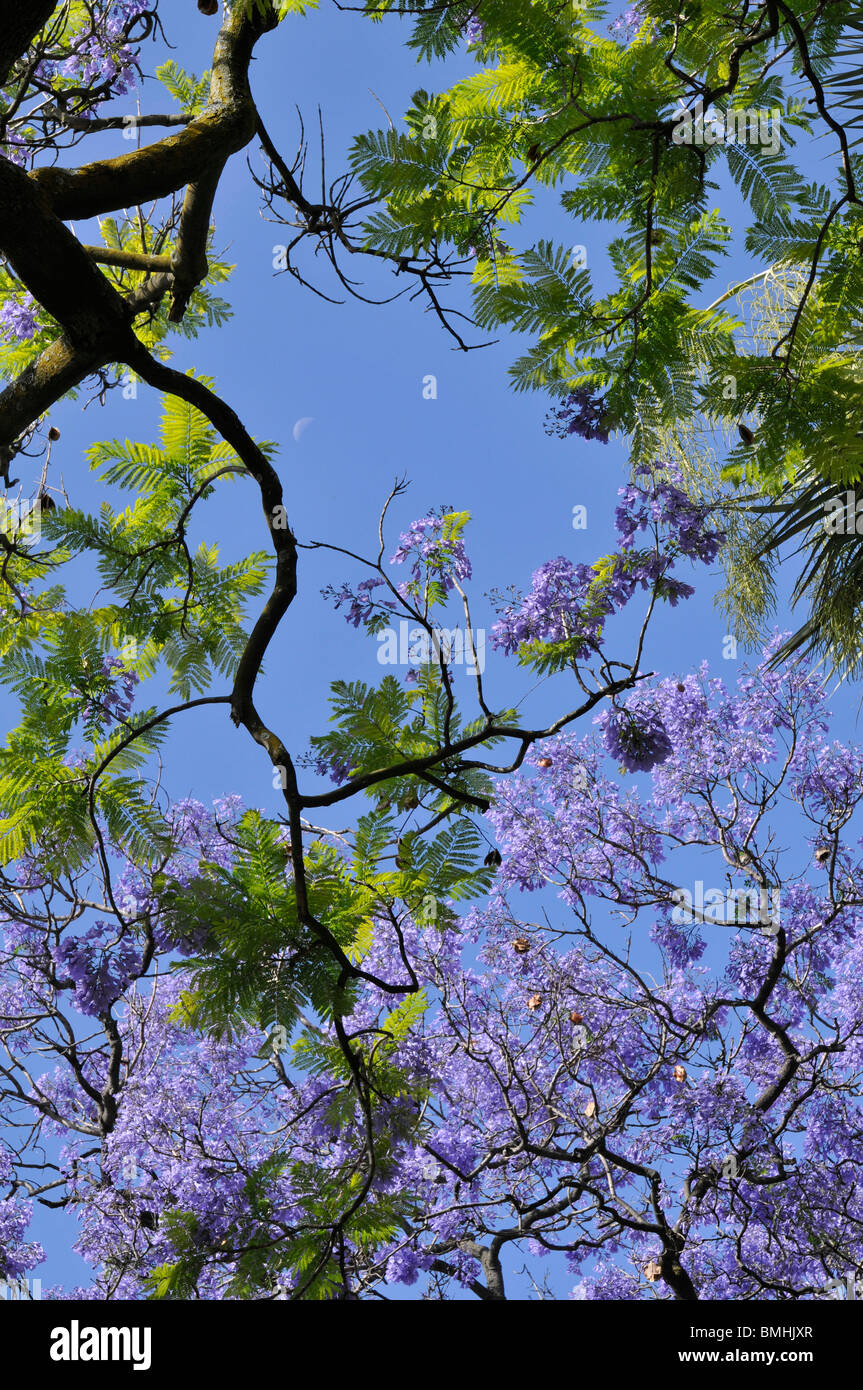 Jacaranda mimosifolia in flower, Lisbon, Portugal Stock Photo Alamy